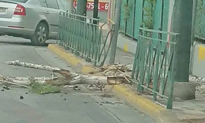 Κακοκαιρία: Κινδύνευσαν μαθητές στο Ίλιον - Ξεριζώθηκε δέντρο στα πόδια τους (pics)