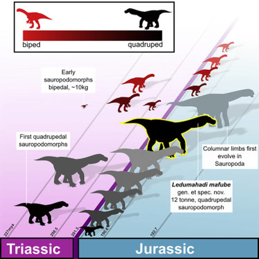 Σπουδαία ανακάλυψη: Ένα νέο είδος δεινόσαυρου ήρθε στο «φως» (pics&vid)
