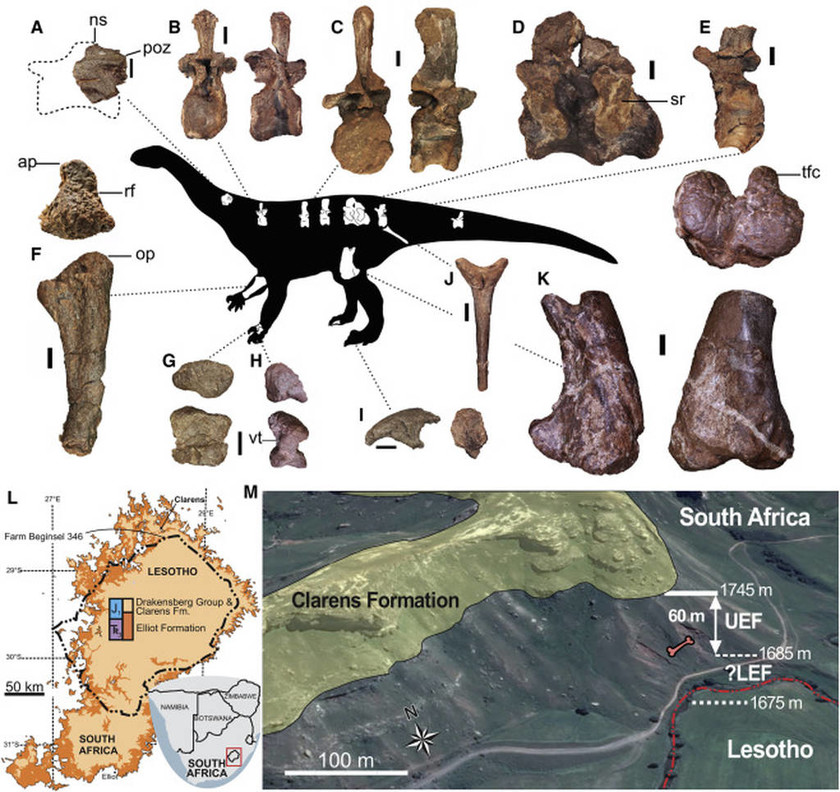 Σπουδαία ανακάλυψη: Ένα νέο είδος δεινόσαυρου ήρθε στο «φως» (pics&vid)