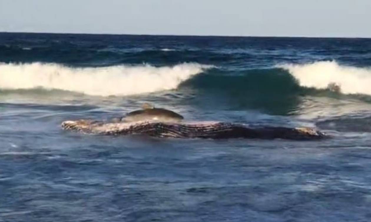 Καρχαρίας βγαίνει στη στεριά για να… φάει φάλαινα (vid)