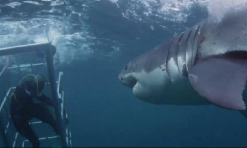 Ανατριχιαστικό! Πελώριος καρχαρίας προσπαθεί να μπει στο σιδερένιο κλουβί των δυτών (vid)