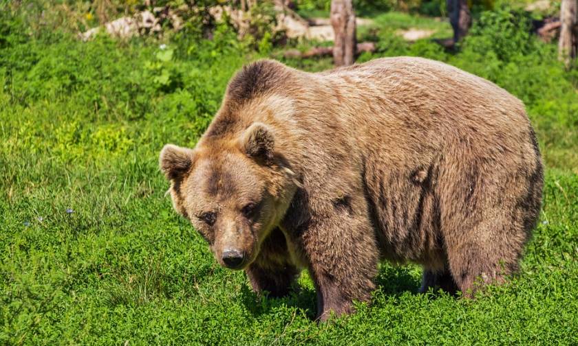 Κυνηγός πυροβόλησε αρκούδα και... κατέληξε ο ίδιος στο νοσοκομείο
