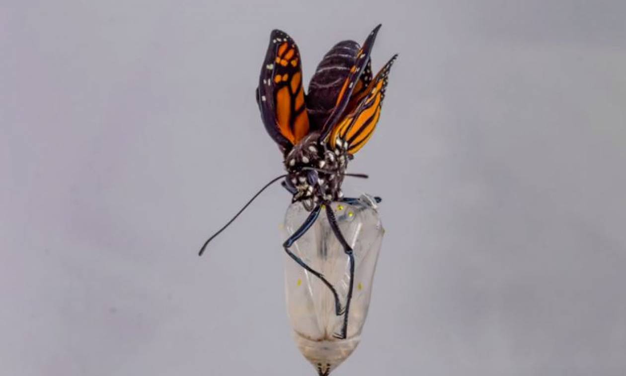 Καρέ - καρέ η απίστευτη μεταμόρφωση μιας πεταλούδας! (vid)