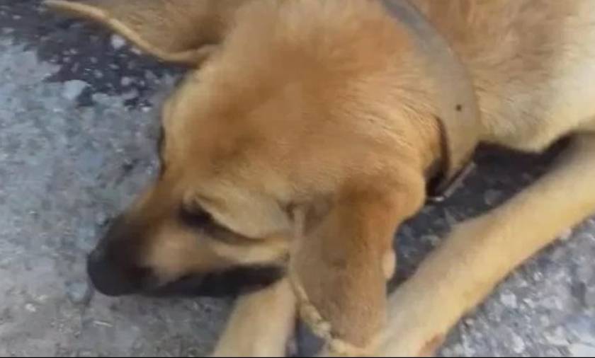 Φρίκη στα Χανιά: Πυροβόλησαν και σκότωσαν έγκυο σκυλίτσα