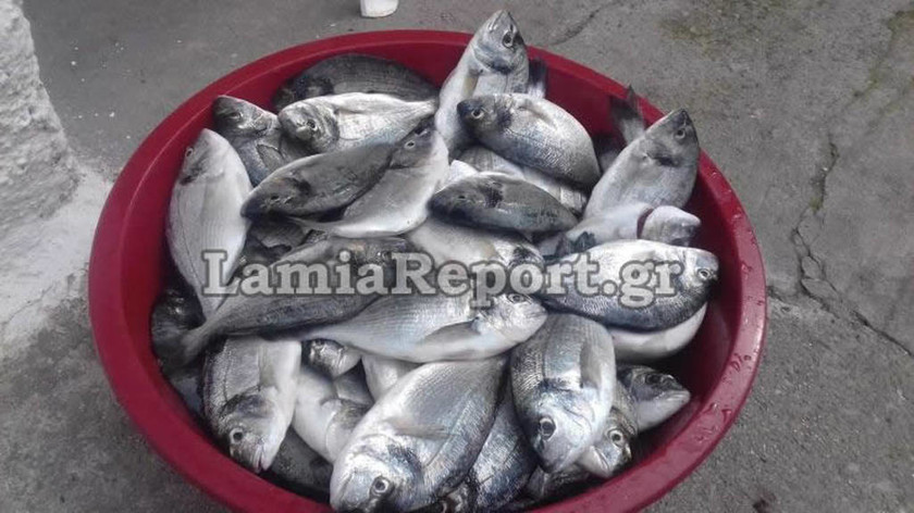 Φθιώτιδα: Στο... κυνήγι της τσιπούρας - Πώς ο Ζορμπάς γέμισε με ψάρια τη θάλασσα! (pics)
