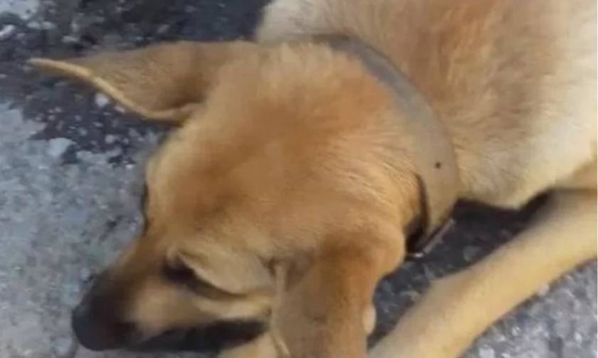 Χανιά: Επικήρυξαν με 2.000 ευρώ τους δολοφόνους της σκυλίτσας