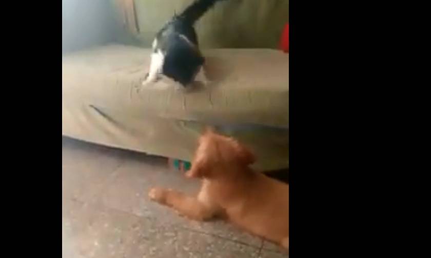 Σκυλάκι δαγκώνει την ουρά γάτας και η συνέχεια είναι αναμενόμενη! (video)