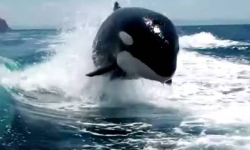 Τρομερές σκηνές: Φάλαινες δολοφόνοι κυνηγούν ψαρόβαρκα με μανία! (vid)