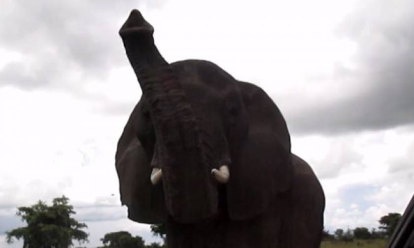 Η επική αντίδραση ενός ελέφαντα που συναντά για πρώτη φορά ανθρώπους! (vid)