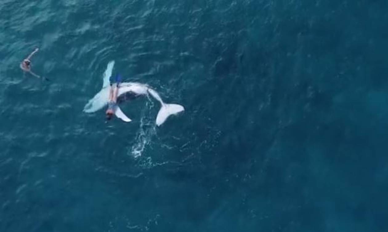 Επικό βίντεο! Μωρό φάλαινα αφήνει τη μαμά του για να παίξει με… δύτη (vid)