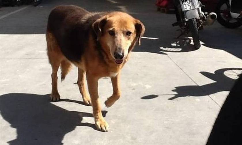 «Χάτσικο» της Κρήτης: Πέθανε ο σκύλος που είχε συγκινήσει με την αφοσίωσή του