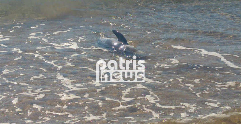 Πύργος: Επιχείρηση διάσωσης δελφινιού που βγήκε στα ρηχά της Σπιάτζας (pics&vid)