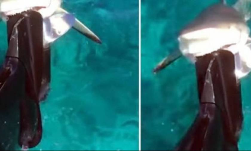 Φρίκη! Λυσσασμένος καρχαρίας ορμάει σε βάρκα και δαγκώνει σαν να μην υπάρχει αύριο! (vid)