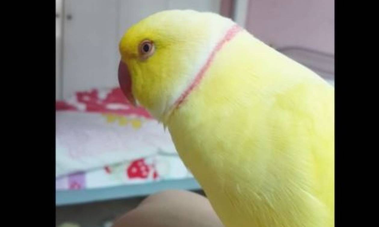 «Είμαι ένα όμορφο πτηνό»: Ο πιο ναρκισσιστής παπαγάλος που έχετε δει ποτέ! (vid)