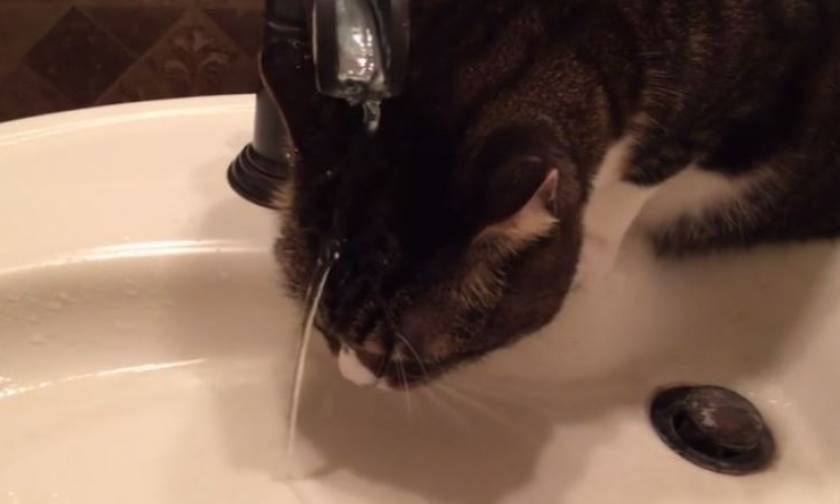 Μία γάτα που… δεν μισεί το νερό! (vid)