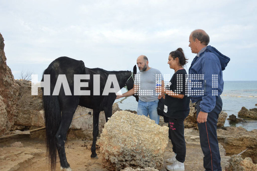 Ηλεία: Ασυνήθιστη επιχείρηση διάσωσης αλόγου - Βούτηξε στη θάλασσα και σώθηκε (pics)