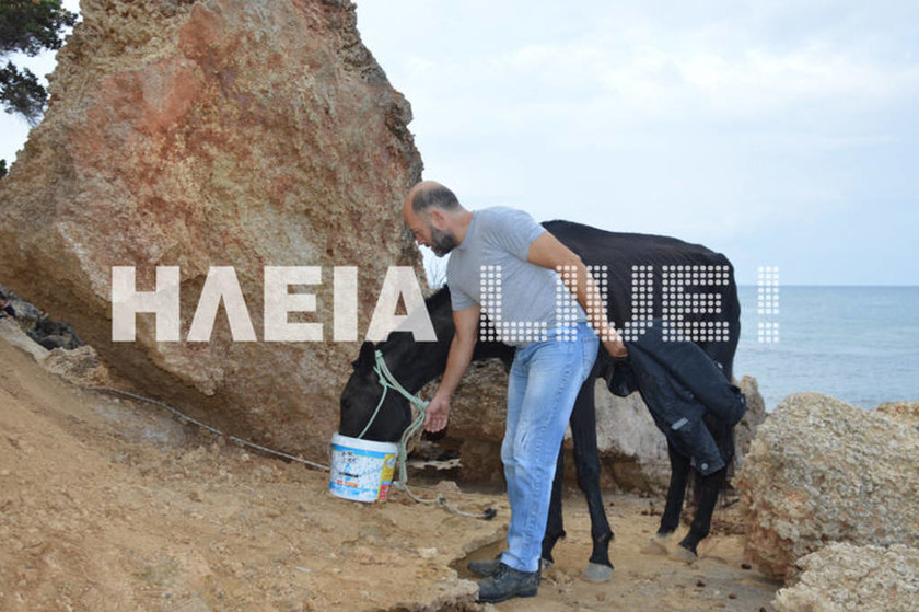 Ηλεία: Ασυνήθιστη επιχείρηση διάσωσης αλόγου - Βούτηξε στη θάλασσα και σώθηκε (pics)