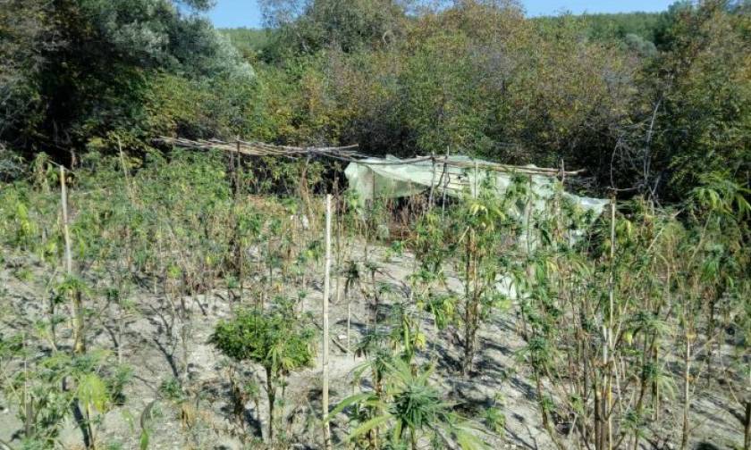 Καβάλα: Αλλοδαποί καλλιεργούσαν 115 δενδρύλλια κάνναβης μέσα στο δάσος (pics)