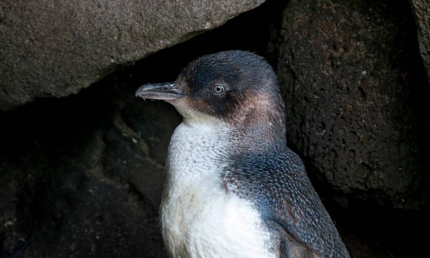 Αυστραλία: Μυστήριο με δεκάδες νεκρούς πιγκουίνους - Τι εξετάζουν οι Αρχές