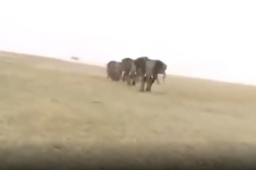 Κυνηγοί σκοτώνουν ελέφαντα από κοπάδι και οι υπόλοιποι κάνουν κάτι απίστευτο για να εκδικηθούν (vid)