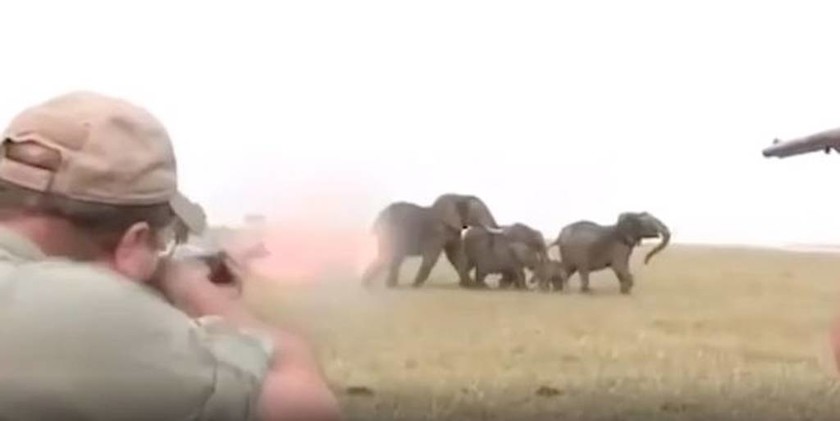 Κυνηγοί σκοτώνουν ελέφαντα από κοπάδι και οι υπόλοιποι κάνουν κάτι απίστευτο για να εκδικηθούν (vid)