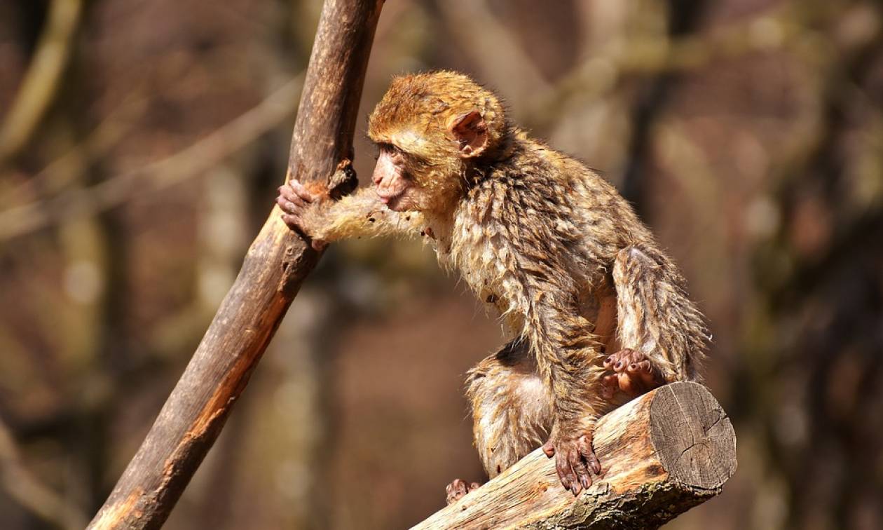 Ασύλληπτο! Μαϊμούδες σκότωσαν 72χρονο πετώντας του τούβλα πάνω από δέντρο