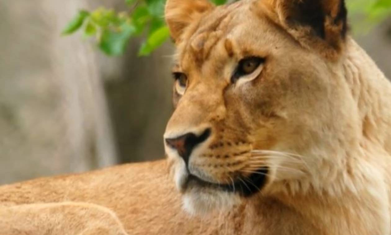 ΗΠΑ: Λέαινα σε ζωολογικό κήπο σκότωσε τον πατέρα των τριών παιδιών της (vid)