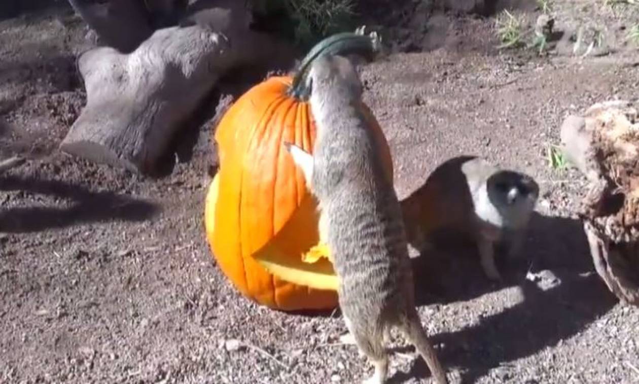 Τα ζώα σε ζωολογικό κήπο της Αριζόνα γιορτάζουν το Halloween! (vid)
