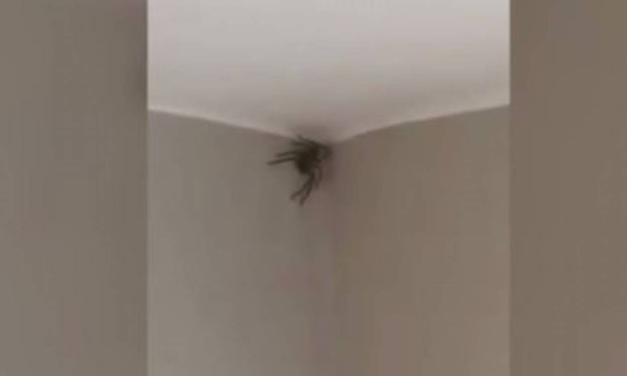 Τρόμος από την «εισβολή» γιγαντιαίας αράχνης σε σπίτι (vid)
