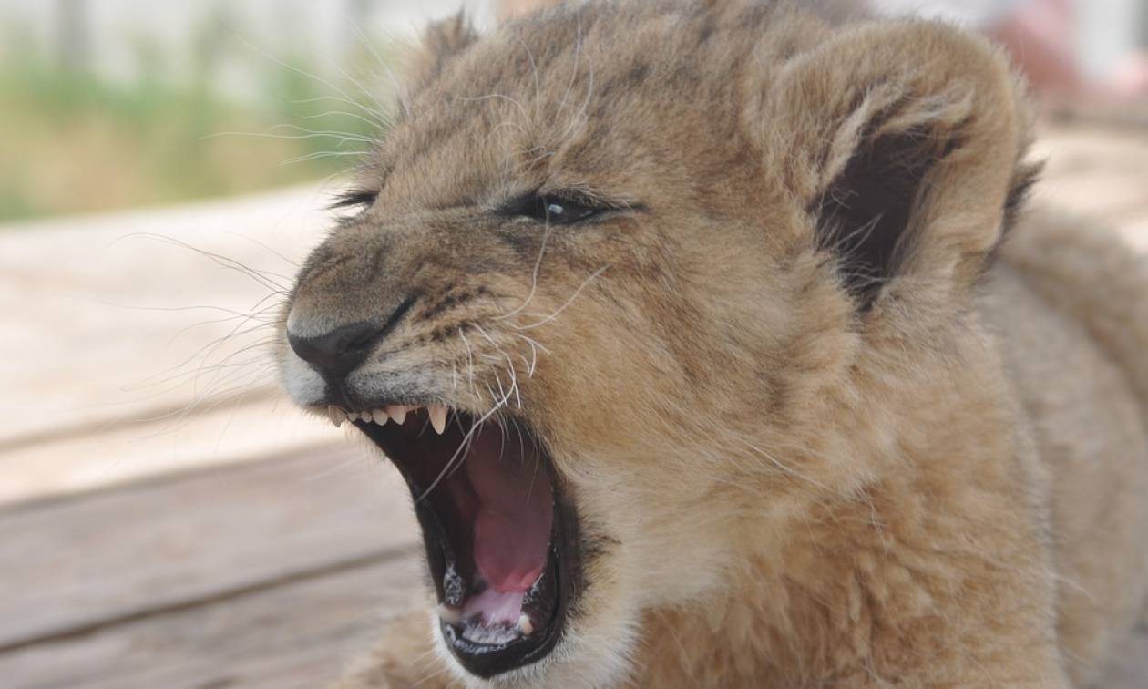 Παρίσι: Έκρυβε λιονταράκι μέσα σε διαμέρισμα - Θα το πουλούσε για 10.000 ευρώ