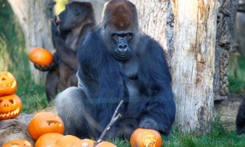 Το Χάλογουιν ήρθε νωρίτερα στο ζωολογικό κήπο του Λονδίνου: Τα ζώα έκαναν πάρτι με… κολοκύθες (vids)