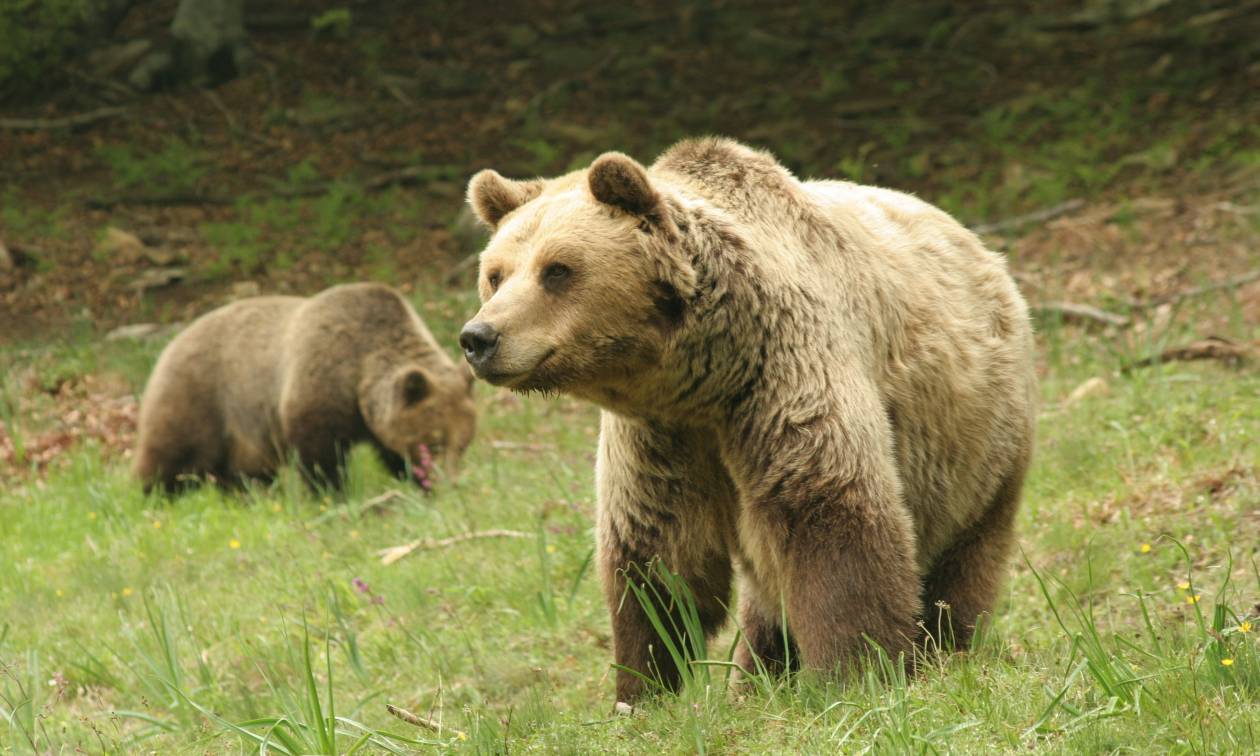 Θεσσαλονίκη: Νεκρή σε τροχαίο η μεγαλύτερη αρκούδα που έχει βρεθεί στην Ελλάδα