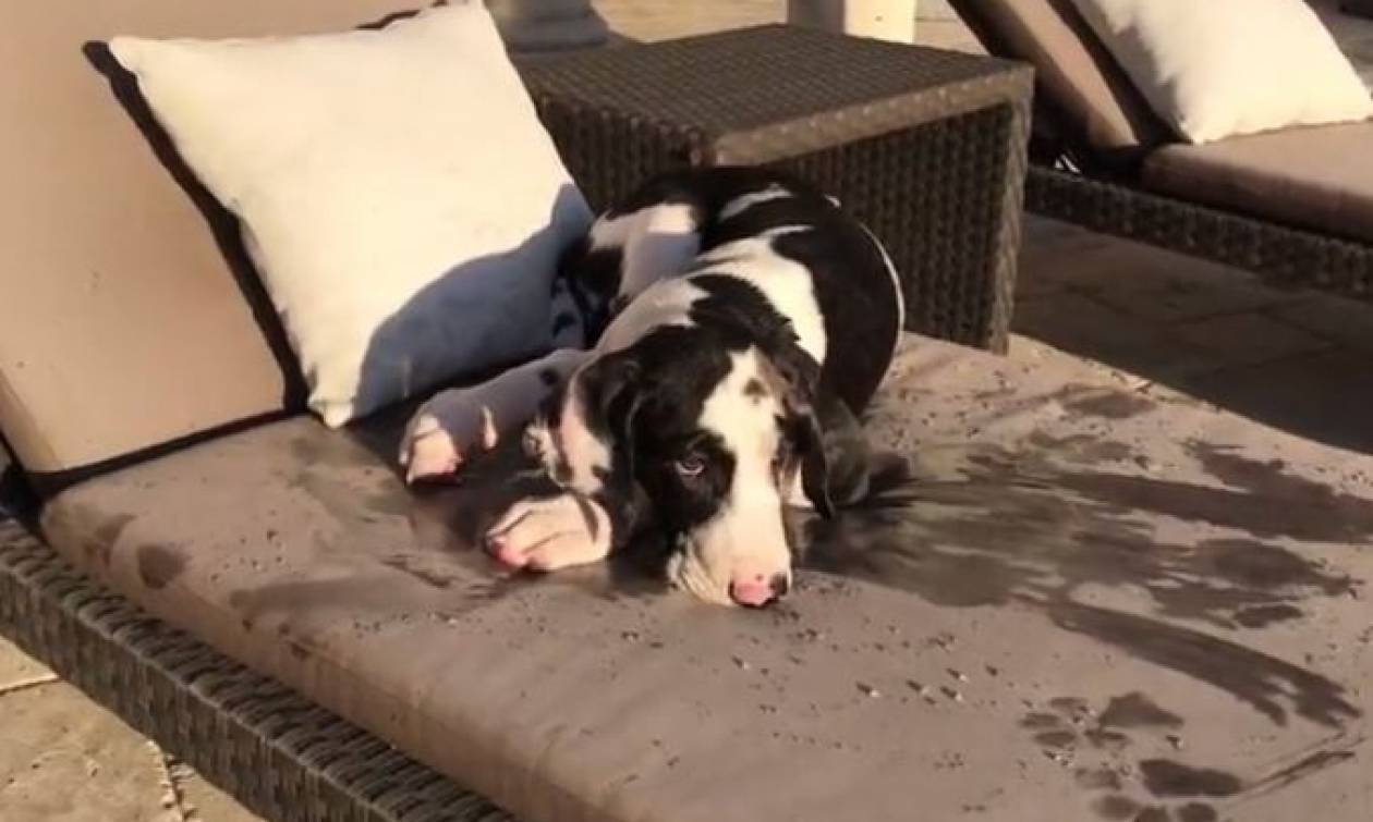 Ο σκύλος που μετά τη βουτιά του… κάνει ηλιοθεραπεία (vid)