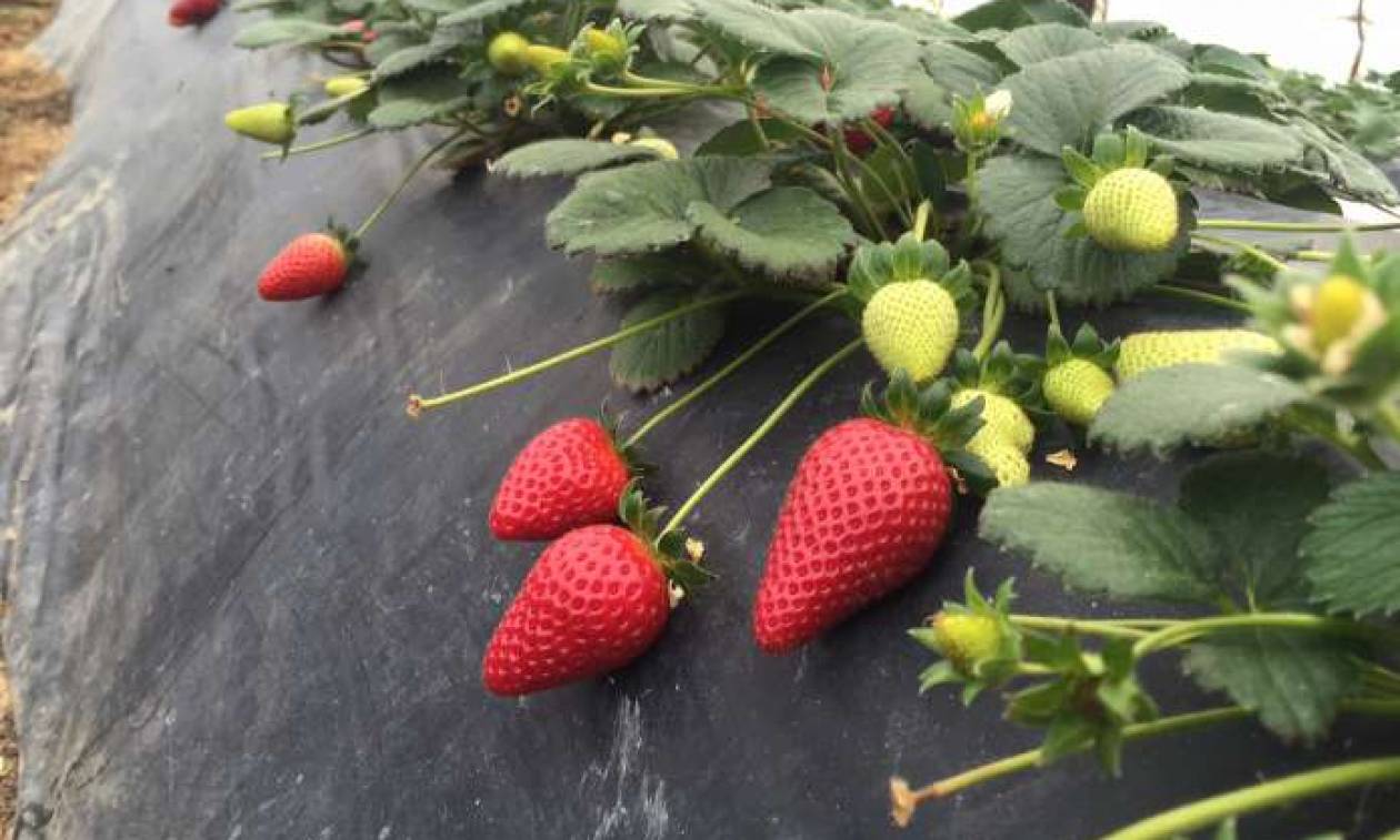 Παρέμβαση του Αρείου Πάγου για τις «ματωμένες φράουλες» στη Μανωλάδα