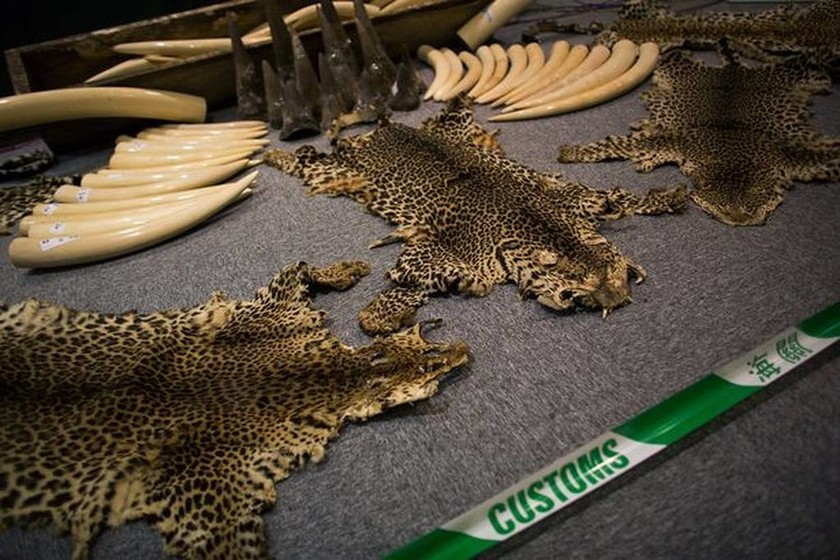 Οργή για την απόφαση της Κίνας να επιτρέψει ξανά το εμπόριο κόκκαλων τίγρη και κεράτων ρινόκερου