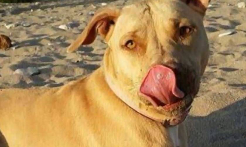 Άγρια επίθεση σκύλου σε βρέφος: «Έσπασα τα δάχτυλά μου προσπαθώντας να του ανοίξω το στόμα»