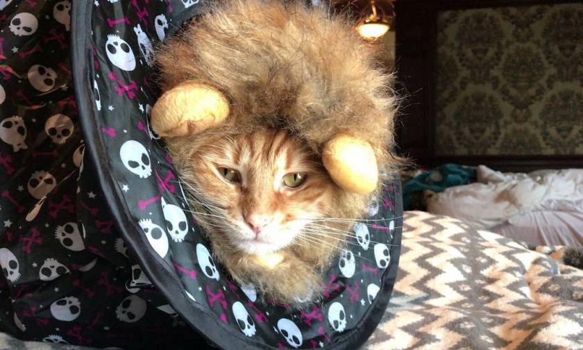 Γάτα «γιορτάζει» το Halloween ντυμένη ως... λιοντάρι! (vid)