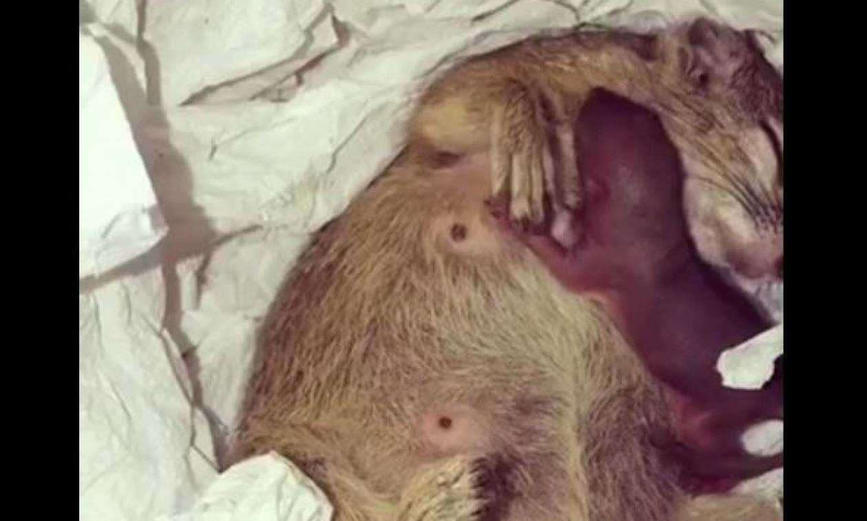 Η συγκινητική στιγμή μεταξύ μητέρας και παιδιού σκίουρων (vid)