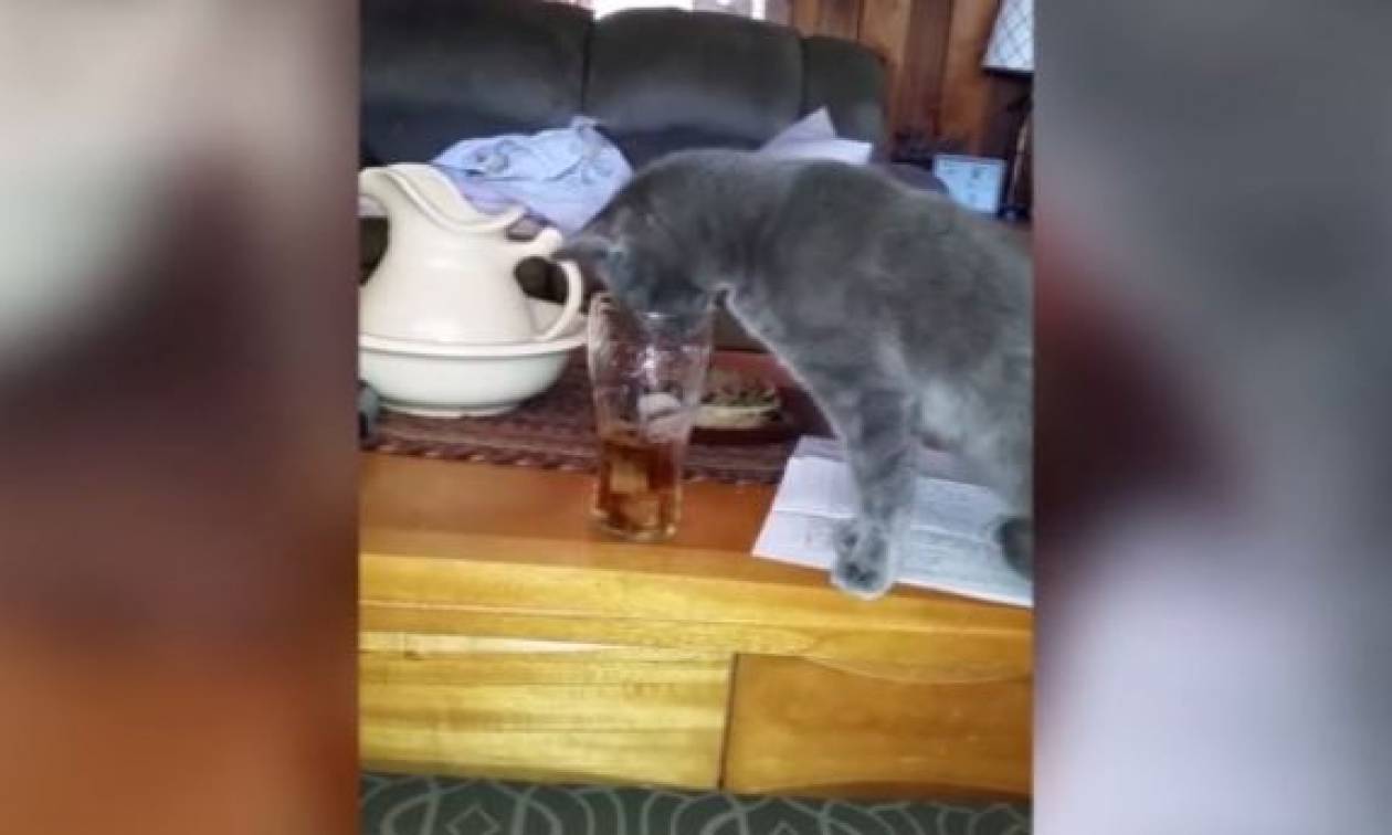 Η γάτα που τα «έβαλε» με ένα… ποτήρι! (vid)