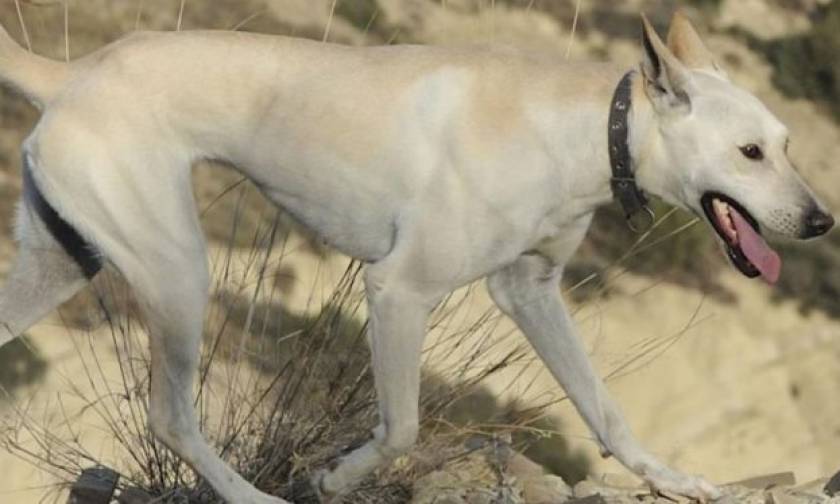 Κρητικός ιχνηλάτης: Η πανάρχαια ράτσα σκύλου που ζει μόνο στο νησί της Κρήτης