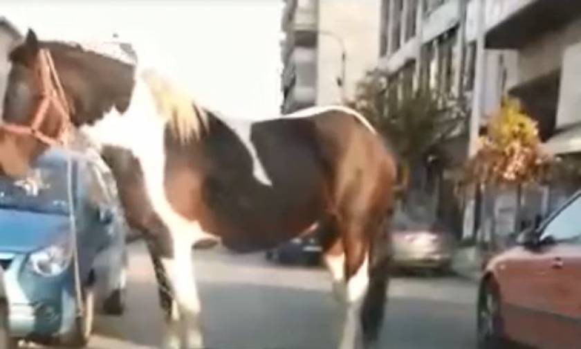 Απίστευτο: Άλογο κόβει βόλτες στο κέντρο της Θεσσαλονίκης (vid)