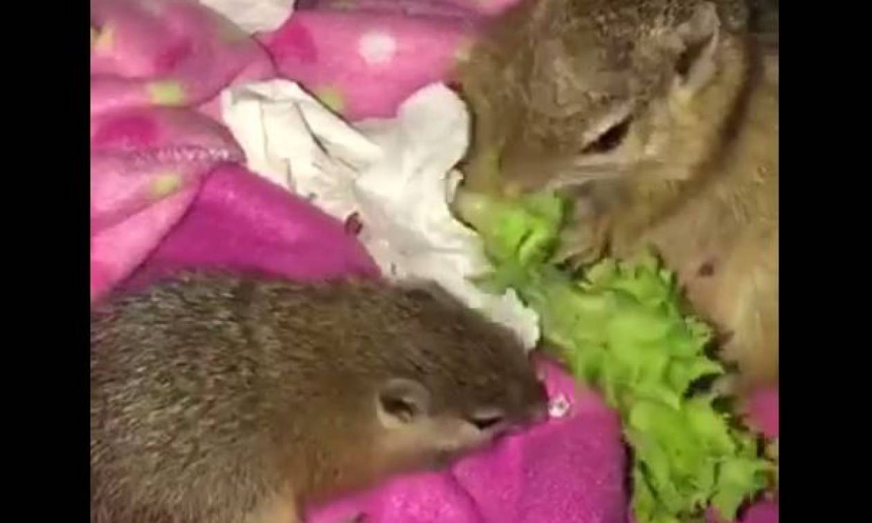 Μαμά και μωρό σκίουρων μοιράζονται το φαγητό τους (vid)