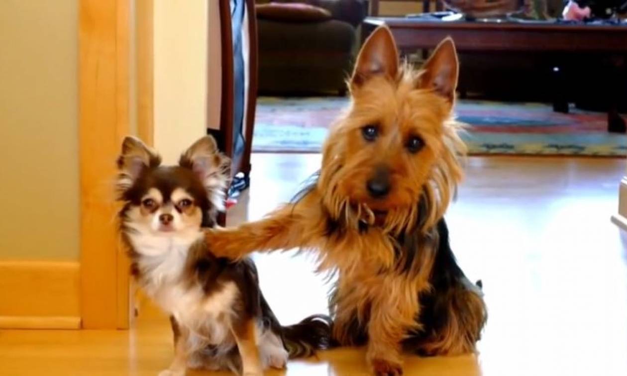 «Αυτός το έκανε»!: Ο σκύλος που κατηγορεί τον φίλο του (vid)