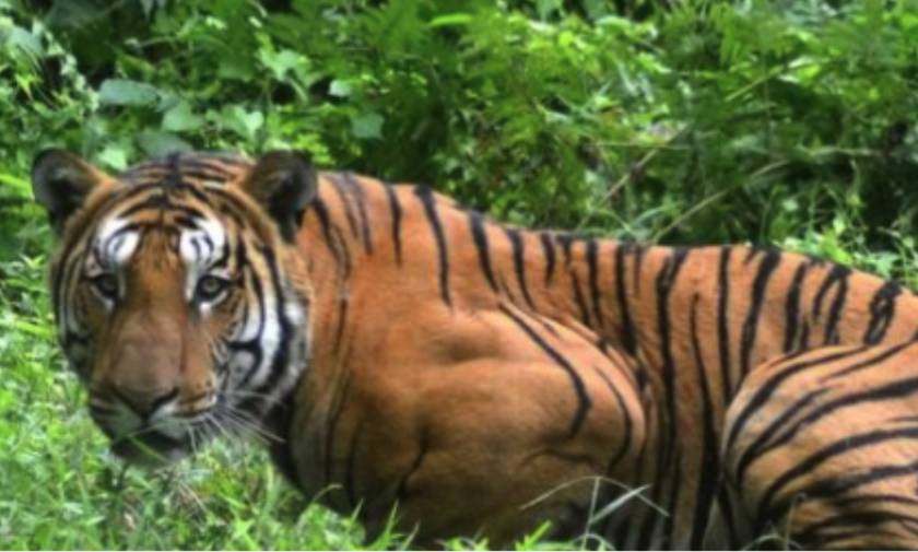 Ινδία: Οργή για τη δολοφονία τίγρης που κατασπάραξε 13 ανθρώπους σε δύο χρόνια