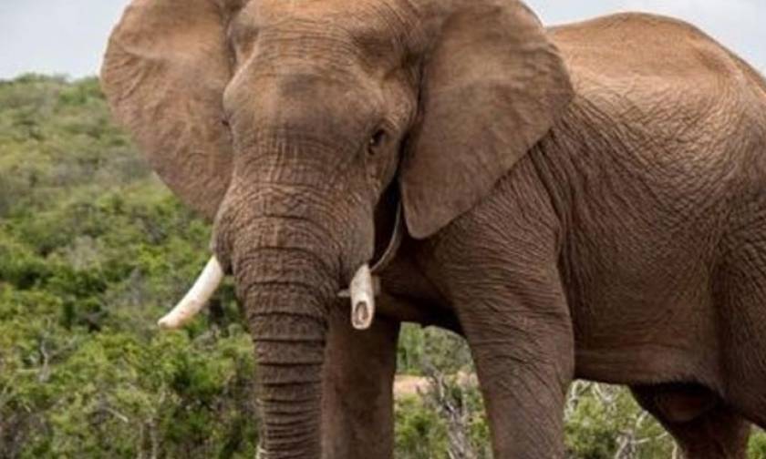Γεωργία: Επιτυχής χειρουργική επέμβαση σε… χαυλιόδοντα ελέφαντα