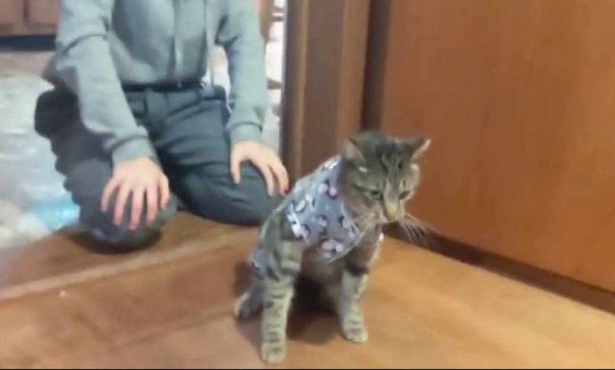 Ένας γάτος που μισεί τις… πιτζάμες (vid)