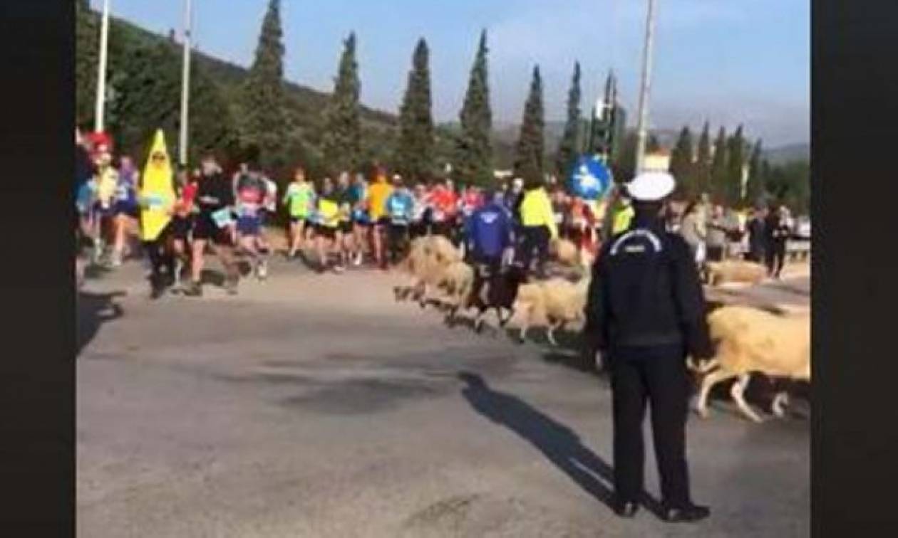 Επικό βίντεο: Πρόβατα τρέχουν μαζί με τους αθλητές στο Μαραθώνιο της Αθήνας