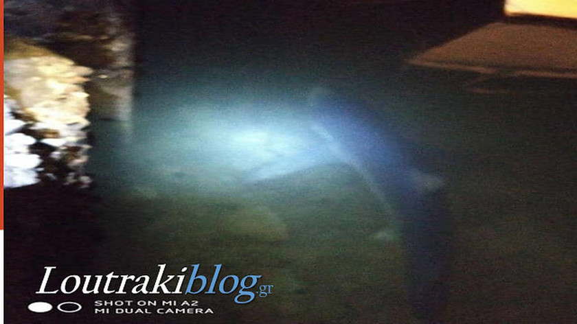 Πανικός στο Λουτράκι: Καρχαρίας 2 μέτρων κόβει βόλτες στο λιμάνι – Δείτε το βίντεο – ντοκουμέντο