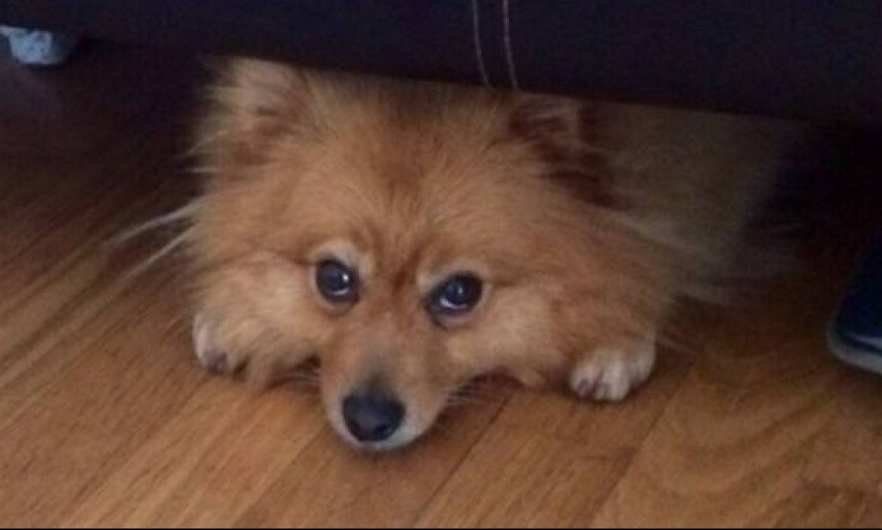 Κλεμμένη σκυλίτσα βρέθηκε 483 χιλιόμετρα μακριά από το σπίτι της ένα χρόνο μετά!