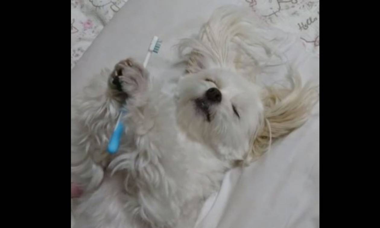 Σκύλος δεν μπορεί να κοιμηθεί εάν δεν «πλύνει» τα δόντια του (vid)